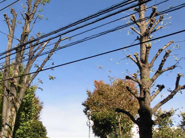 電線に絡んだ木の伐採